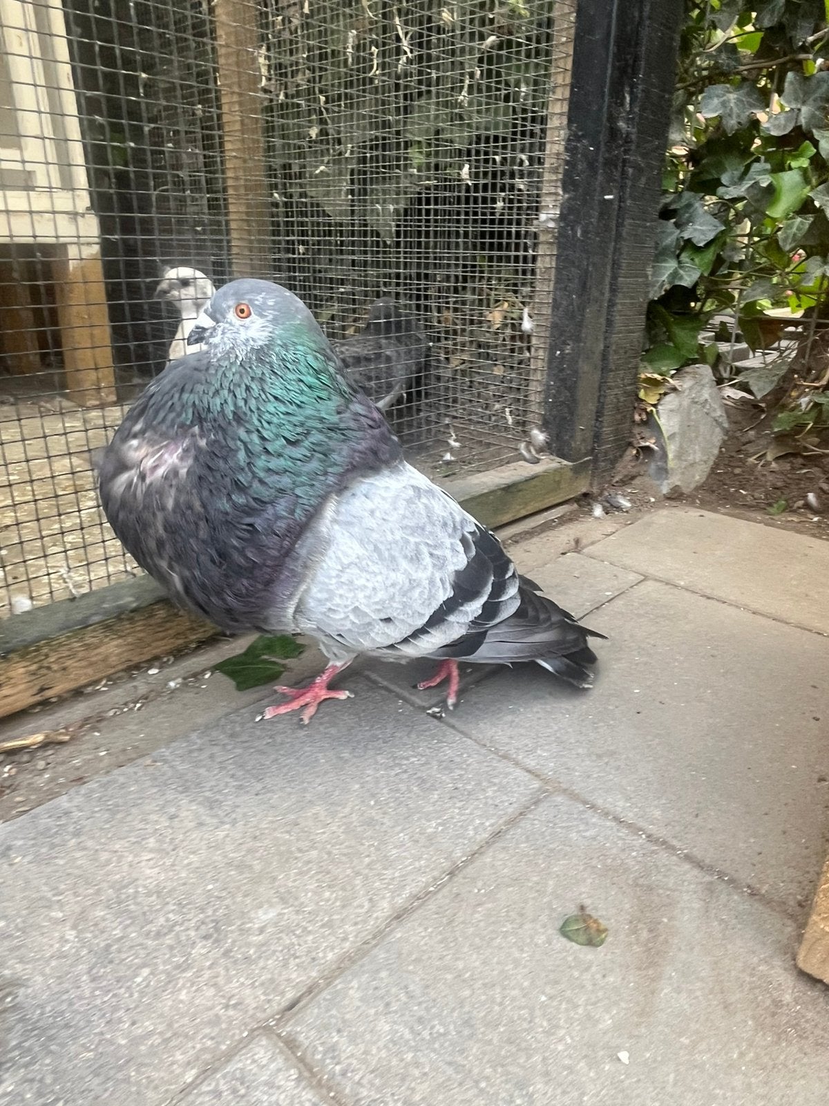 Gaditano doffer, Dieren en Toebehoren, Mannelijk, Kropper