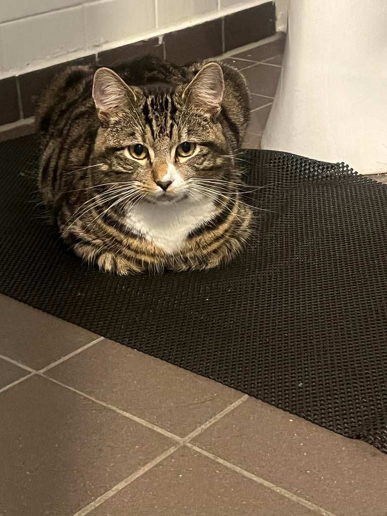 GRATIS ophalen!, Kater, Kortharig, 0 tot 2 jaar