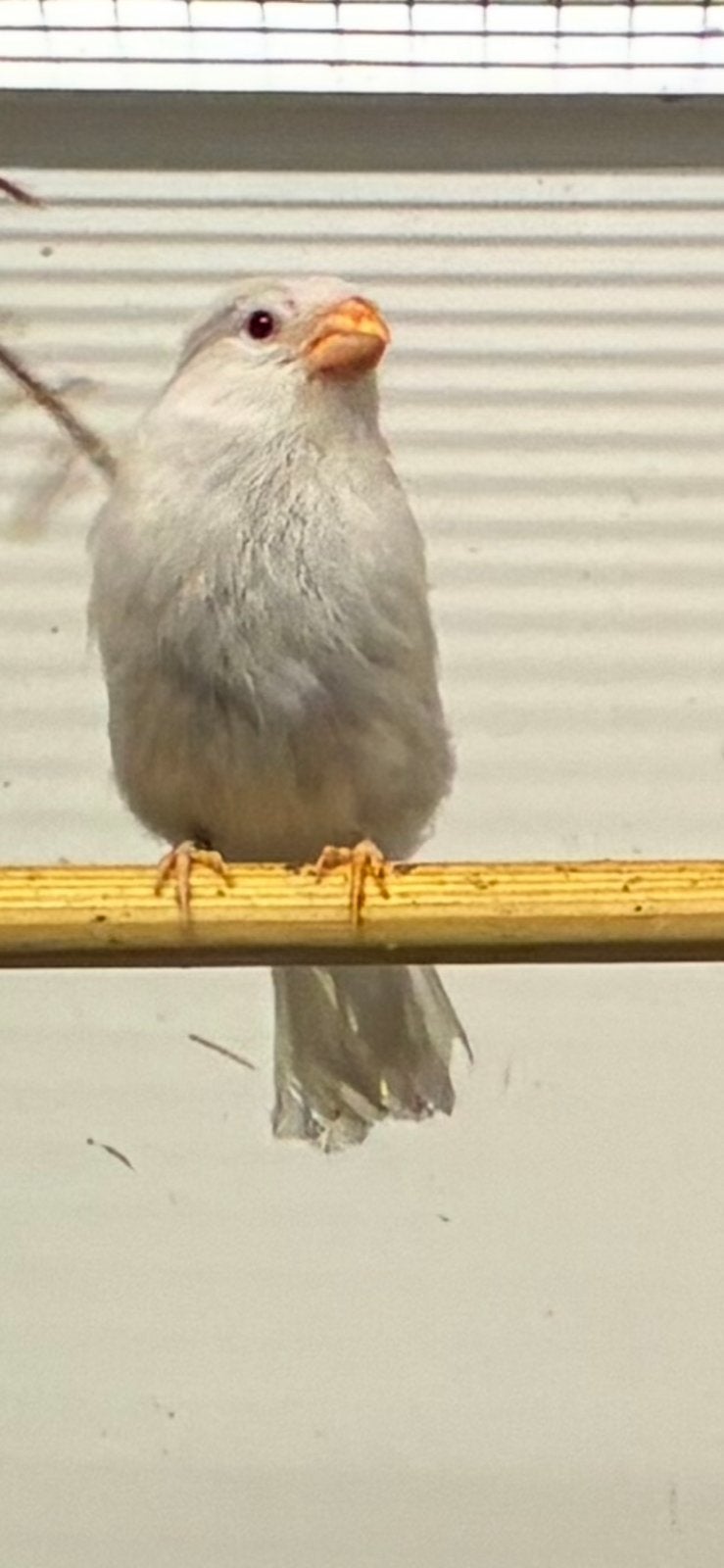 Goudvink Satinet poppen 2026, Dieren en Toebehoren, Vogels | Overige Vogels, Vrouwelijk, Wildzangvogel