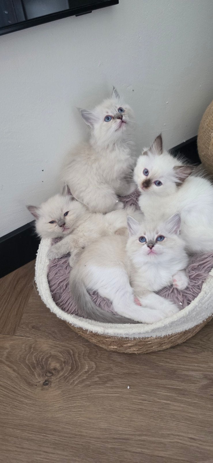 Mooie Ragdoll Kittens BluePoint, Meerdere dieren, Gechipt, 0 tot 2 jaar
