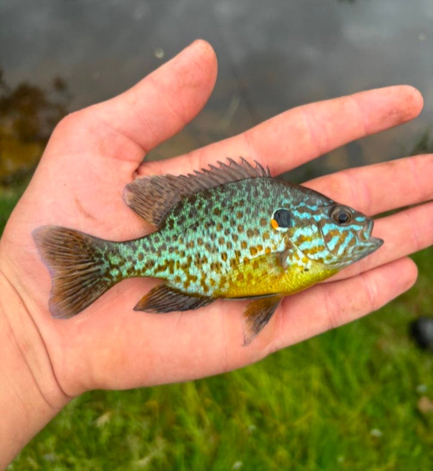 Gezocht, Dieren en Toebehoren, Vissen | Vijvervissen