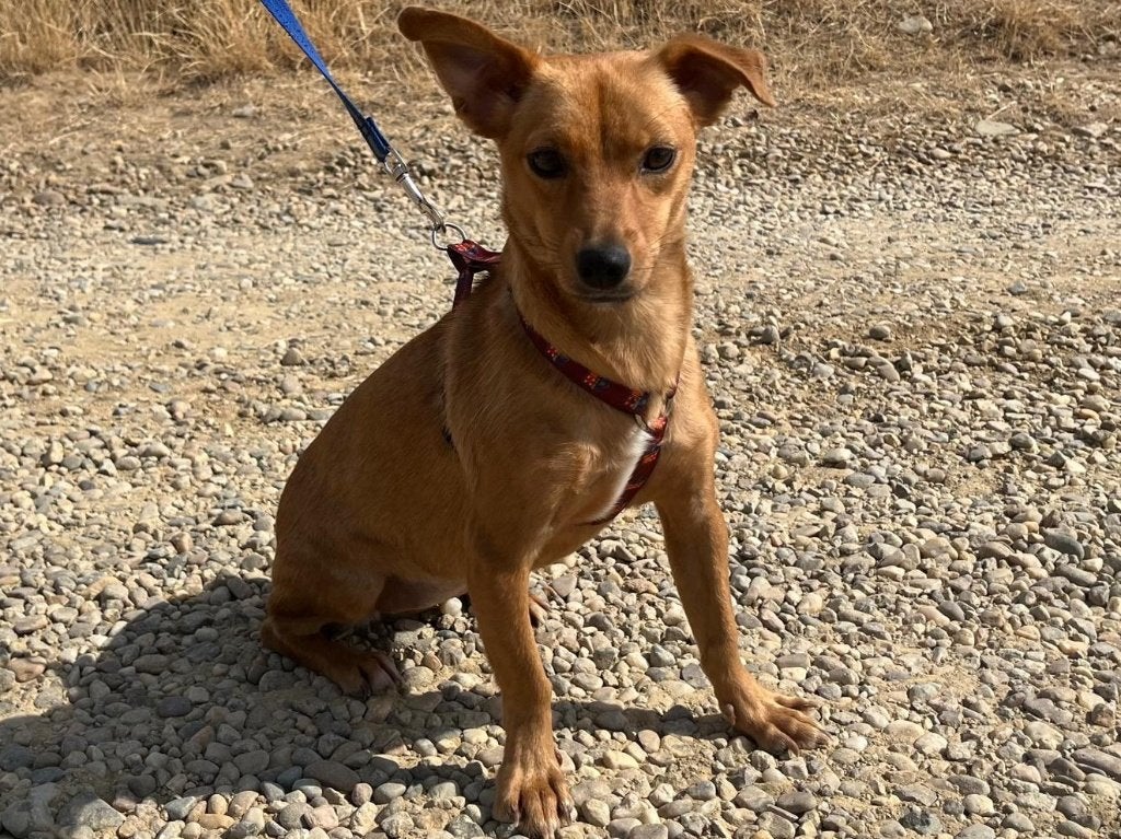 Pixie is een klein, lief en vrolijk hondje, Dieren en Toebehoren, Particulier, 1 tot 2 jaar, Buitenland, Teef