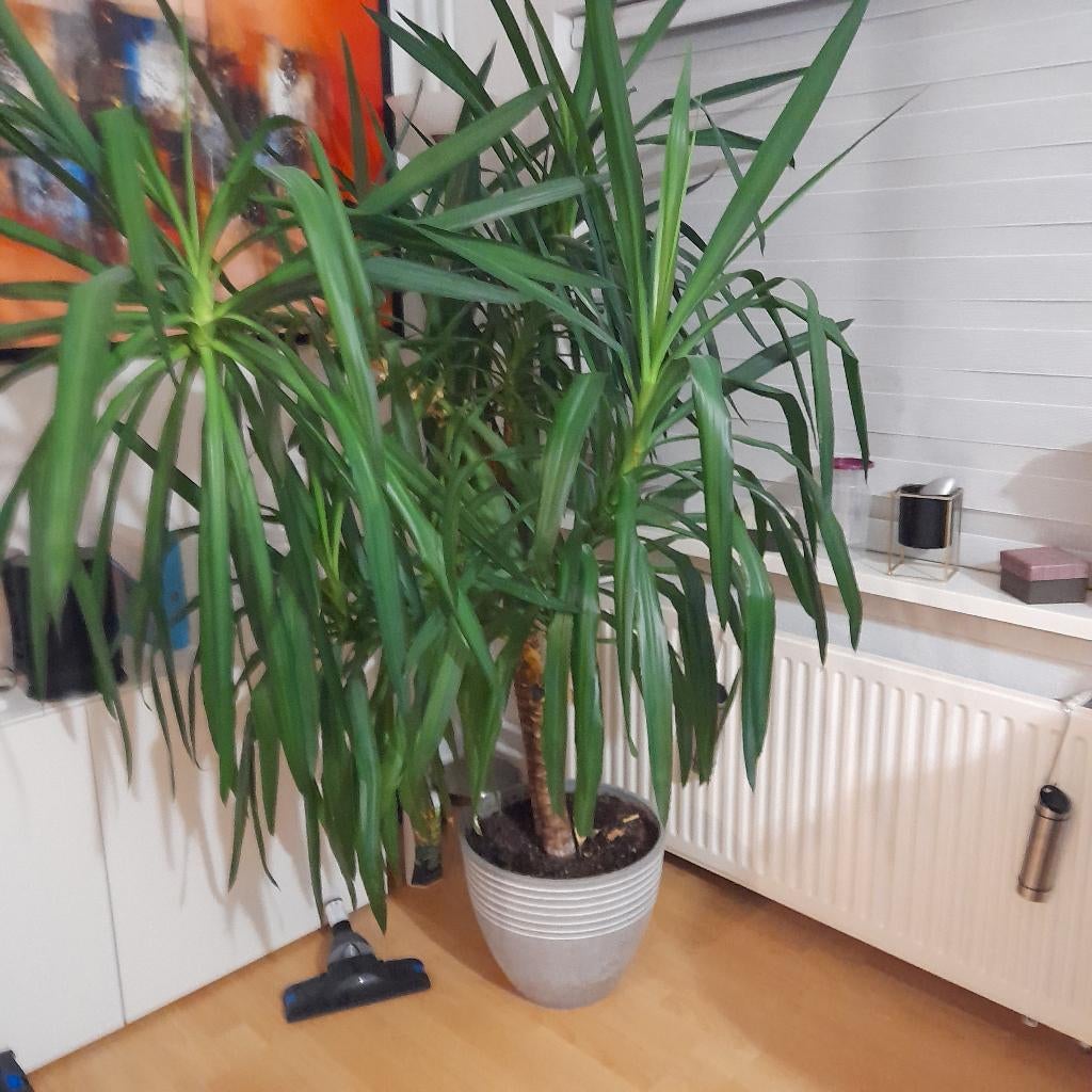 Prachtige grote Yucca plant, Ophalen, 200 cm of meer, Halfschaduw, In pot