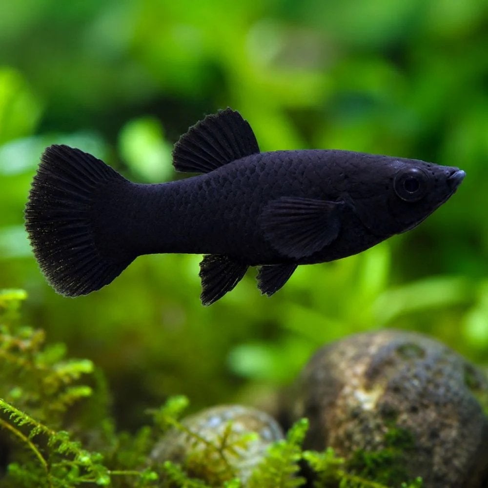 Gratis op te halen: Black Molly vissen (groot en klein), Vis, Zoetwatervis