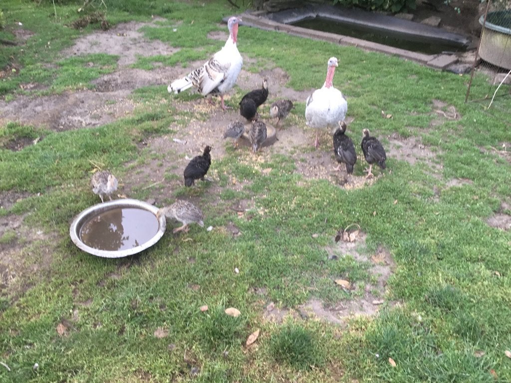 Kakoenen, Dieren en Toebehoren, Meerdere dieren, Kalkoen