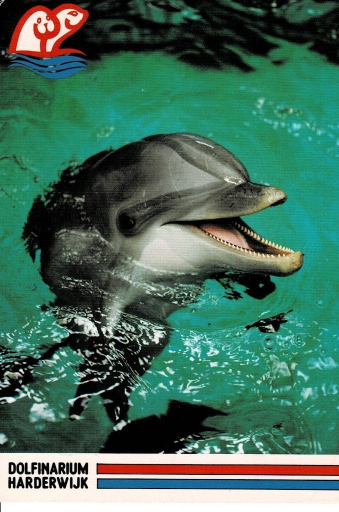 Harderwijk, dolfinarium, Ophalen of Verzenden, 1960 tot 1980, Gelopen, Gelderland