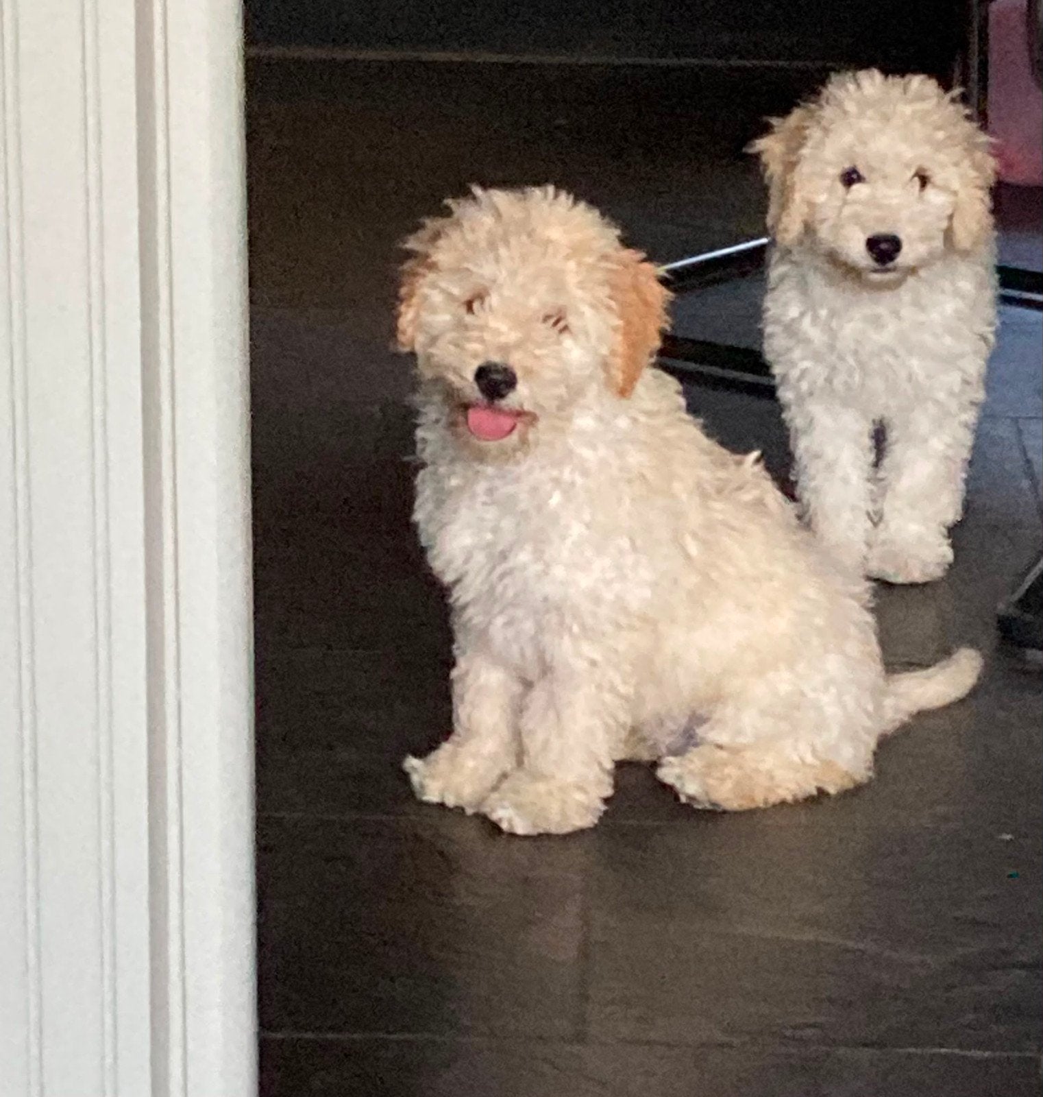 mini labradoodle, Parvo, 8 tot 15 weken, Meerdere, Nederland