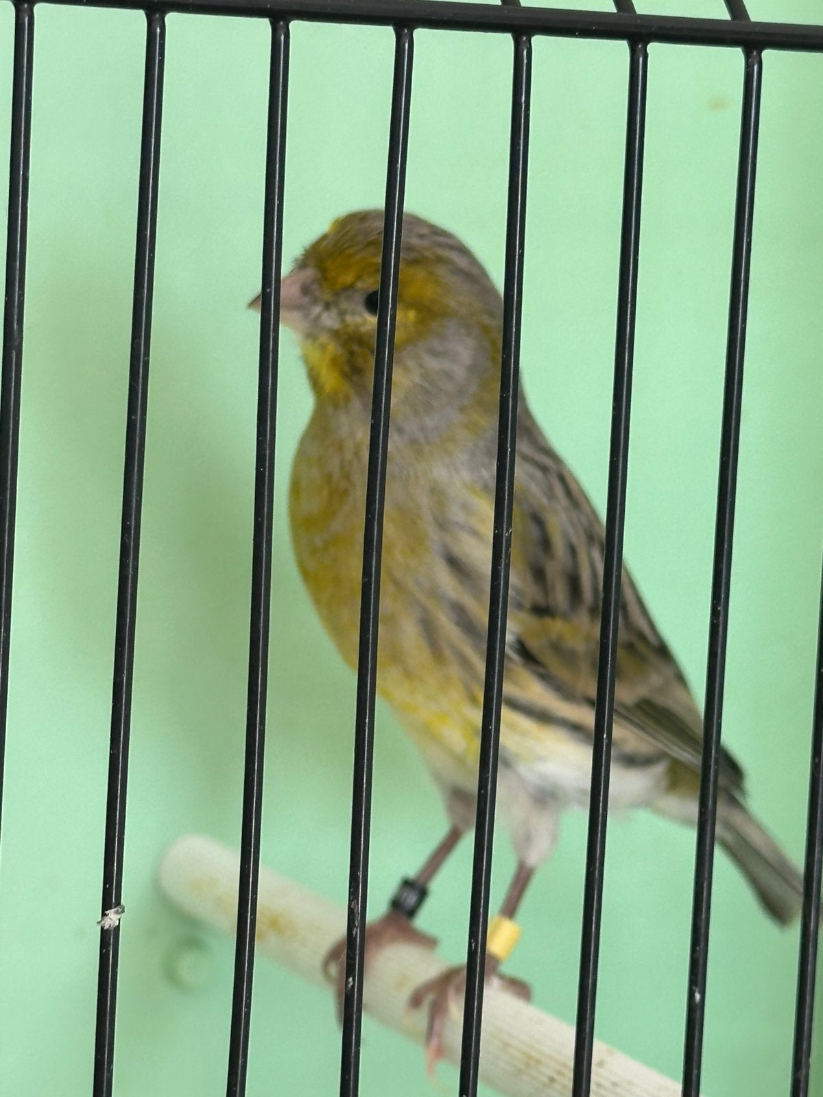 Een mooi koppel kanaries., Meerdere dieren, Kleurkanarie