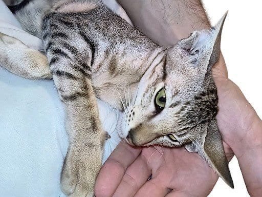 Oosterse Korthaar Kitten 10 mei ZUIVER RAS, Poes, Ontwormd, 0 tot 2 jaar