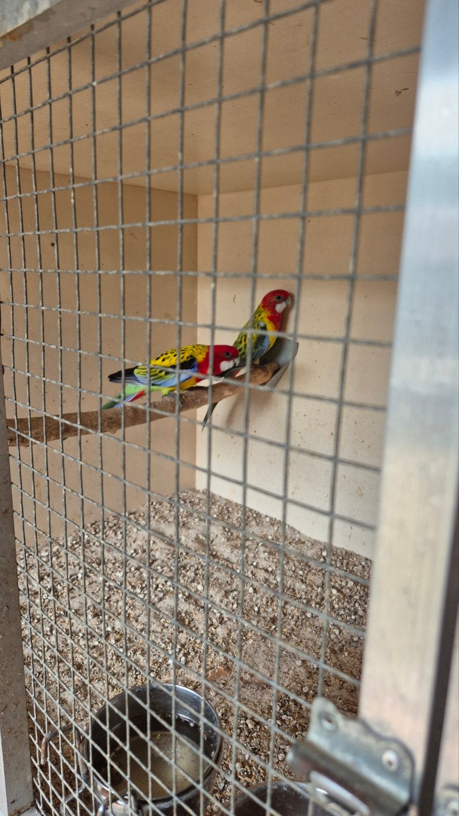 goudmantel rosella's, Meerdere dieren, Parkiet, Geringd