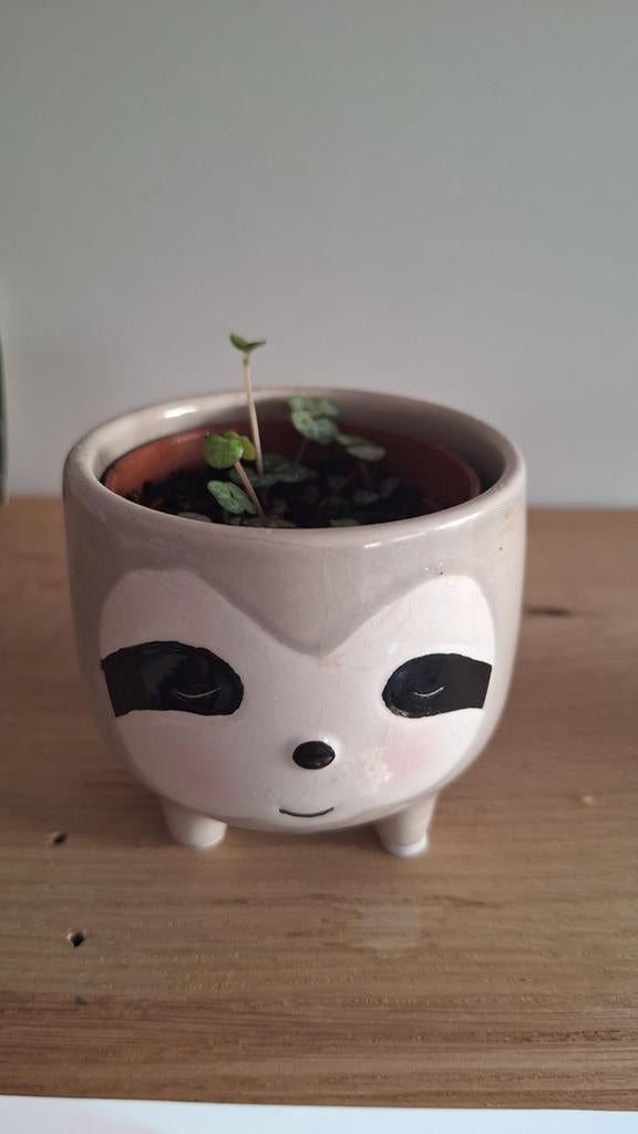 Lantaarnplantje Ceropegia woodii stekjes in potje kamerplant, Ophalen