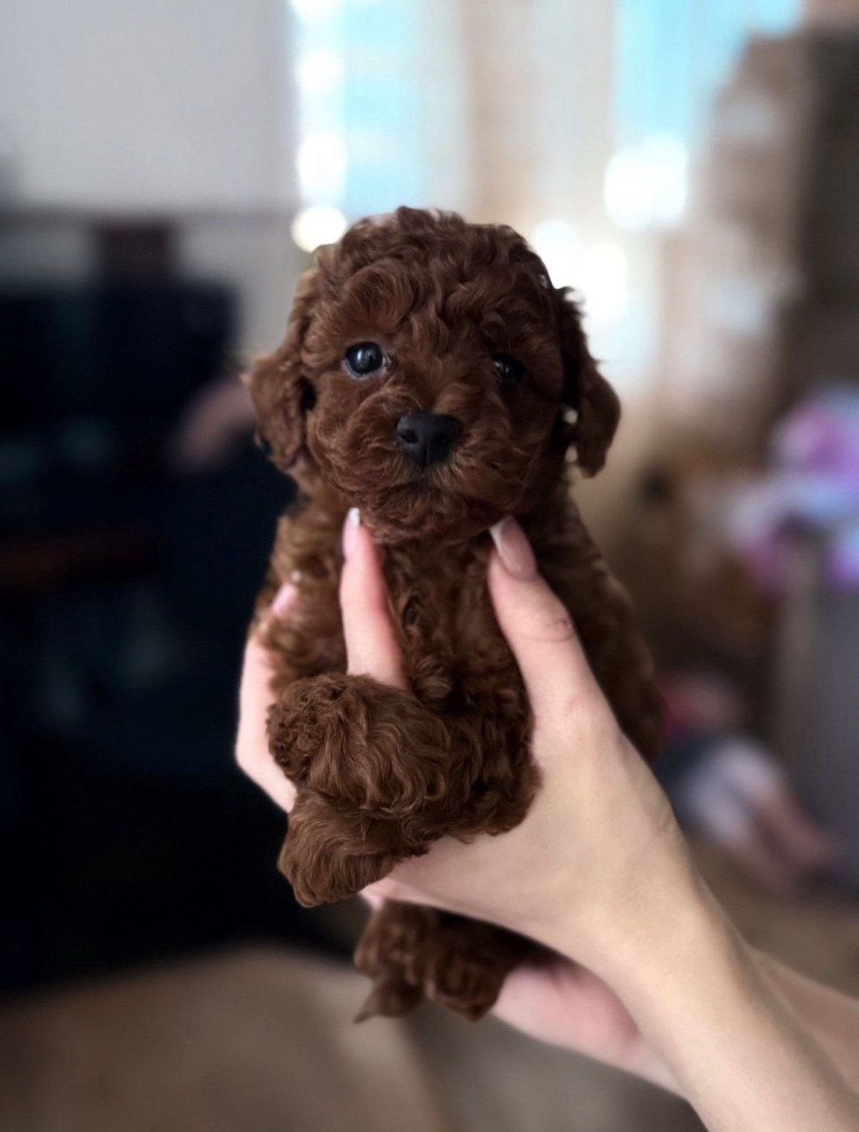 Toy Poodle | Toy Poodel Marty, Dieren en Toebehoren, Honden | Chihuahua's en Gezelschapshonden, Poedel, Reu, 8 tot 15 weken, Parvo