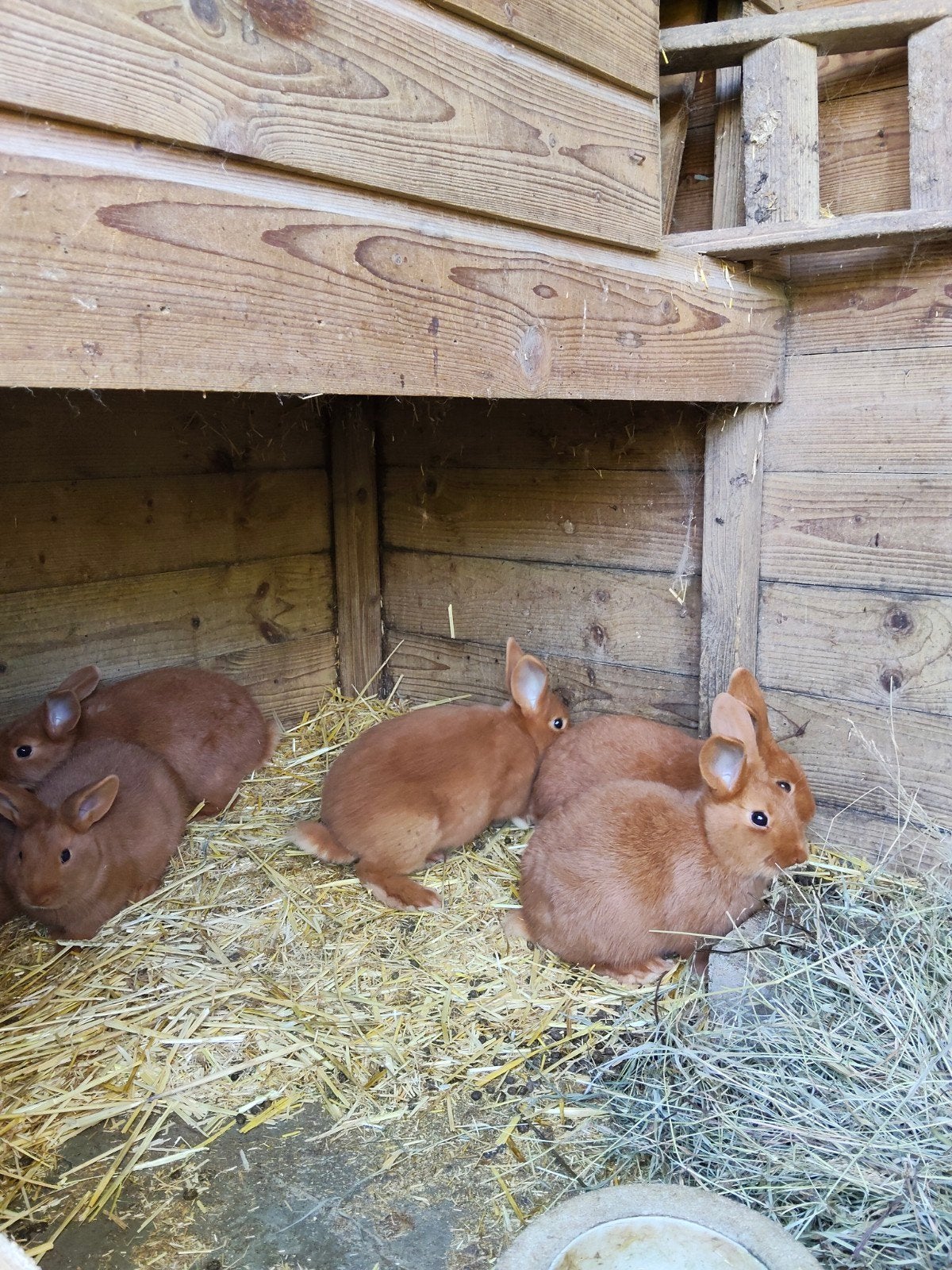 thrianta konijntjes, Dieren en Toebehoren, Meerdere dieren