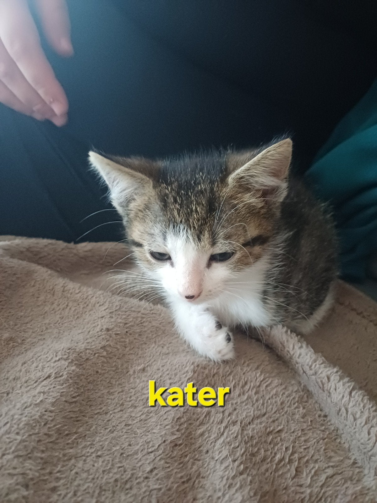 2 leuke kittens te koop