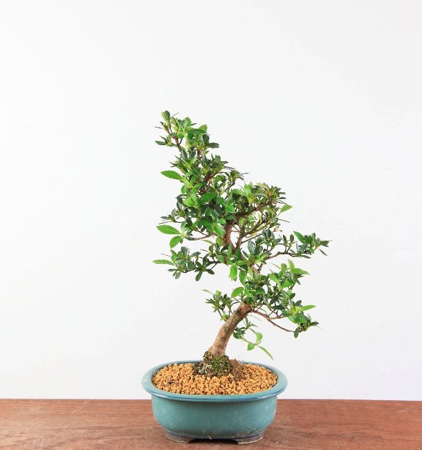 Bonsai azalea satsuki 'hanamaiko', In pot, Halfschaduw, Lente, Minder dan 100 cm