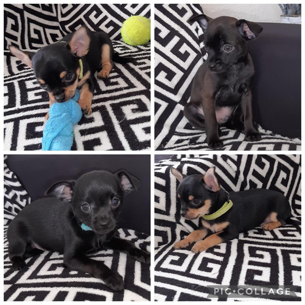 3 chihuahua pups reutjes /particulier bezorgen eventueel m, Dieren en Toebehoren, Honden | Chihuahua's en Gezelschapshonden, Meerdere dieren