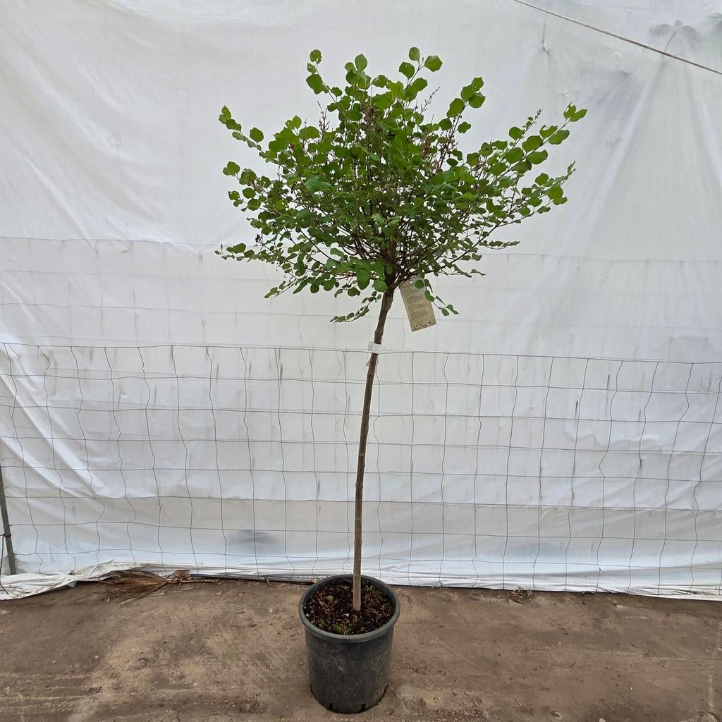 Syringa Meyeri Palibin op Stam - Compacte Dwergsering, Ophalen, Overige soorten
