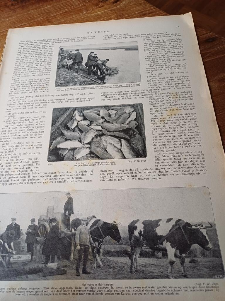 Foto s karperplanterij landgoed Heezerheide 1909, Ophalen of Verzenden, Voor 1920, Knipsel(s)