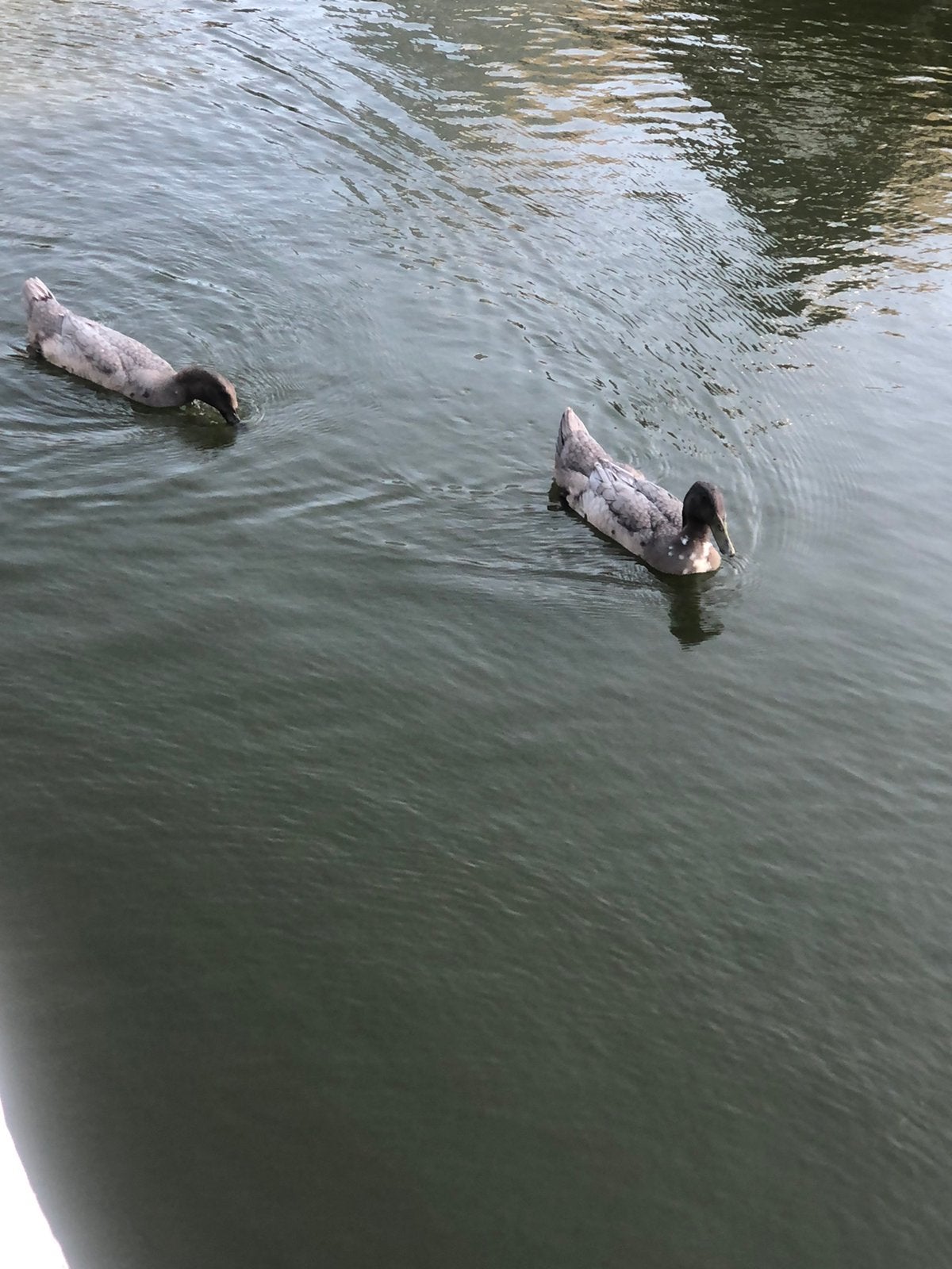 4 Grijs blauwe Raszuivere Indische loopeenden - samen 50,-, Dieren en Toebehoren, Pluimvee, Meerdere dieren, Eend