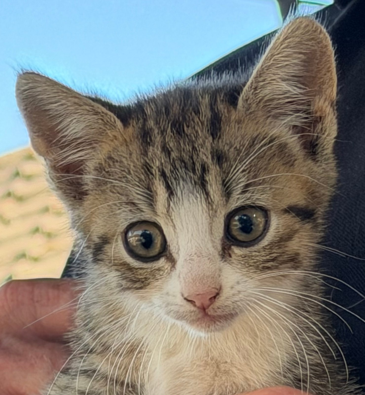 Lief kortharige tijger met wit katertje kitten, Dieren en Toebehoren, Kater, Kortharig, 0 tot 2 jaar