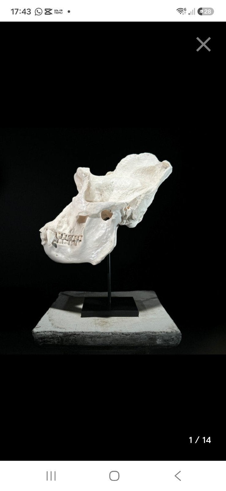 Gorilla schedel replica op standaard - Zo goed als nieuw, Ophalen of Verzenden, Zo goed als nieuw, Overige soorten, Schedel