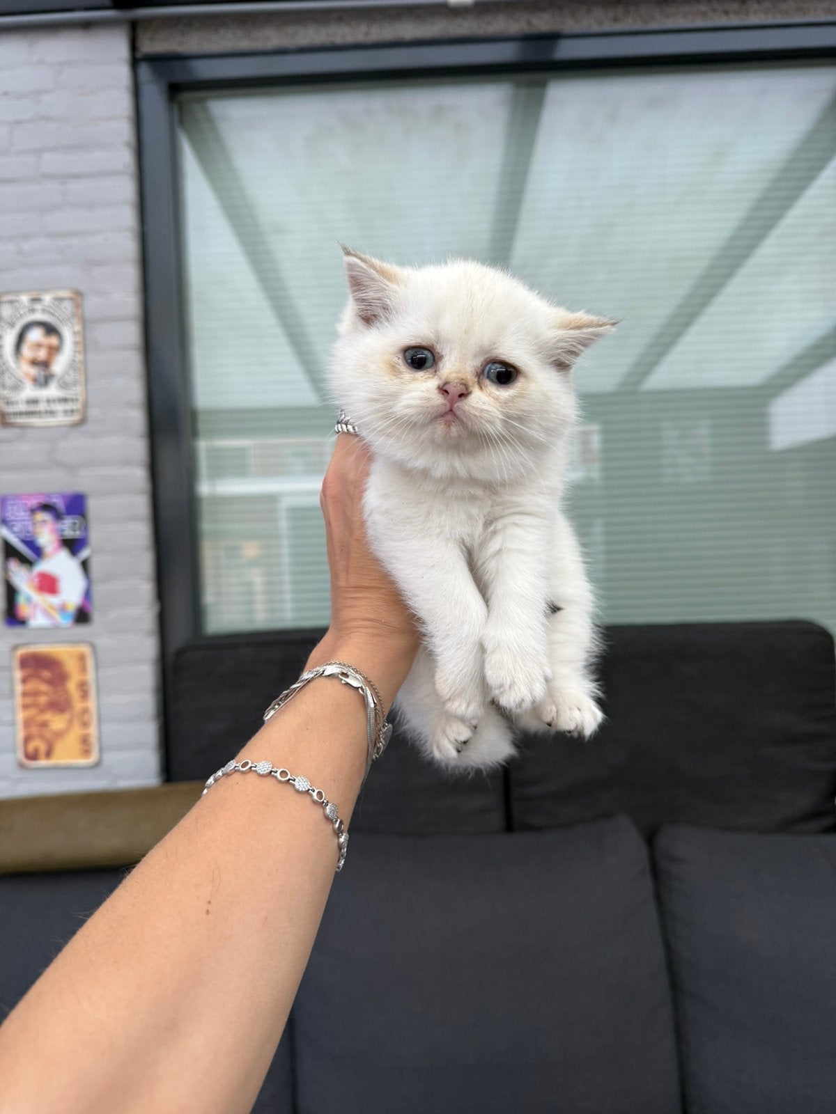 Britse korthaar kittens, Dieren en Toebehoren, Meerdere dieren