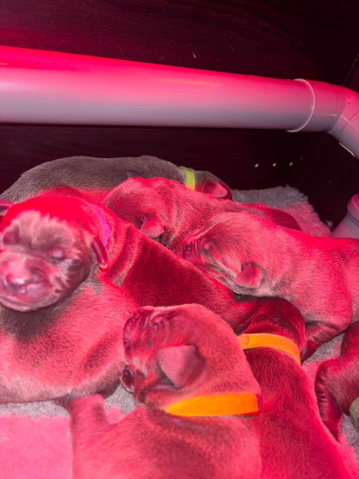 Puppies Kruising XL bully en Mastino x XXL pitbull, Parvo, Overige rassen, 8 tot 15 weken, Meerdere