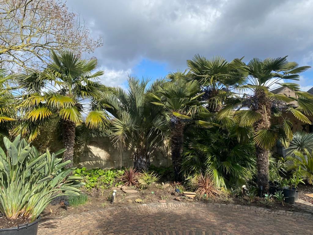 Palmbomen Trachycarpus Fortunei x  Trachycarpus Wagnerianus, Tuin en Terras, Planten | Tuinplanten, Volle zon, Vaste plant, Bloeit niet