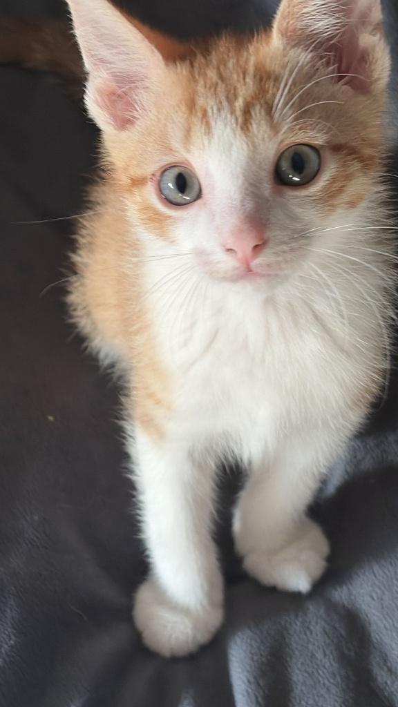 6 lieve kittens zoeken een nieuw huis, Meerdere dieren, Ontwormd, 0 tot 2 jaar