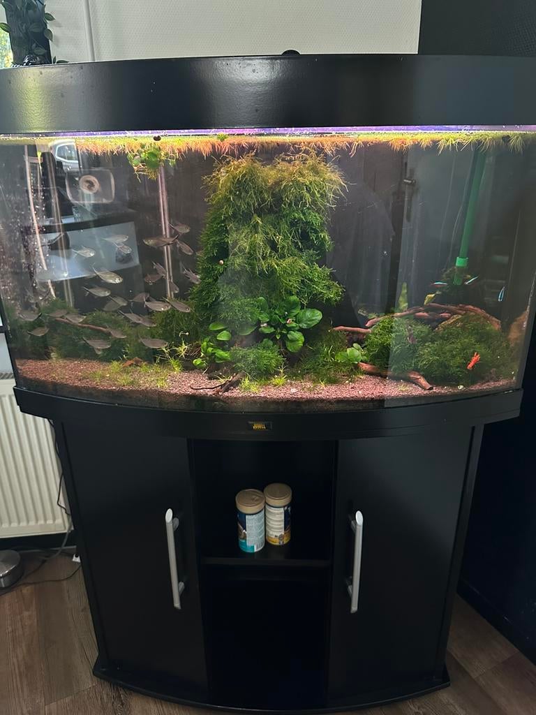 Aquarium met diverse vissen,mos,hout., Ophalen of Verzenden, Zo goed als nieuw, Gevuld zoetwateraquarium