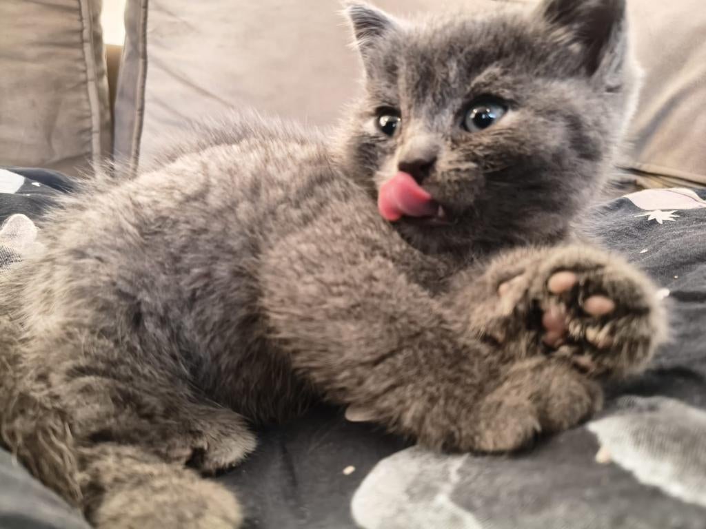 Britse korthaar kittens te koop, Dieren en Toebehoren