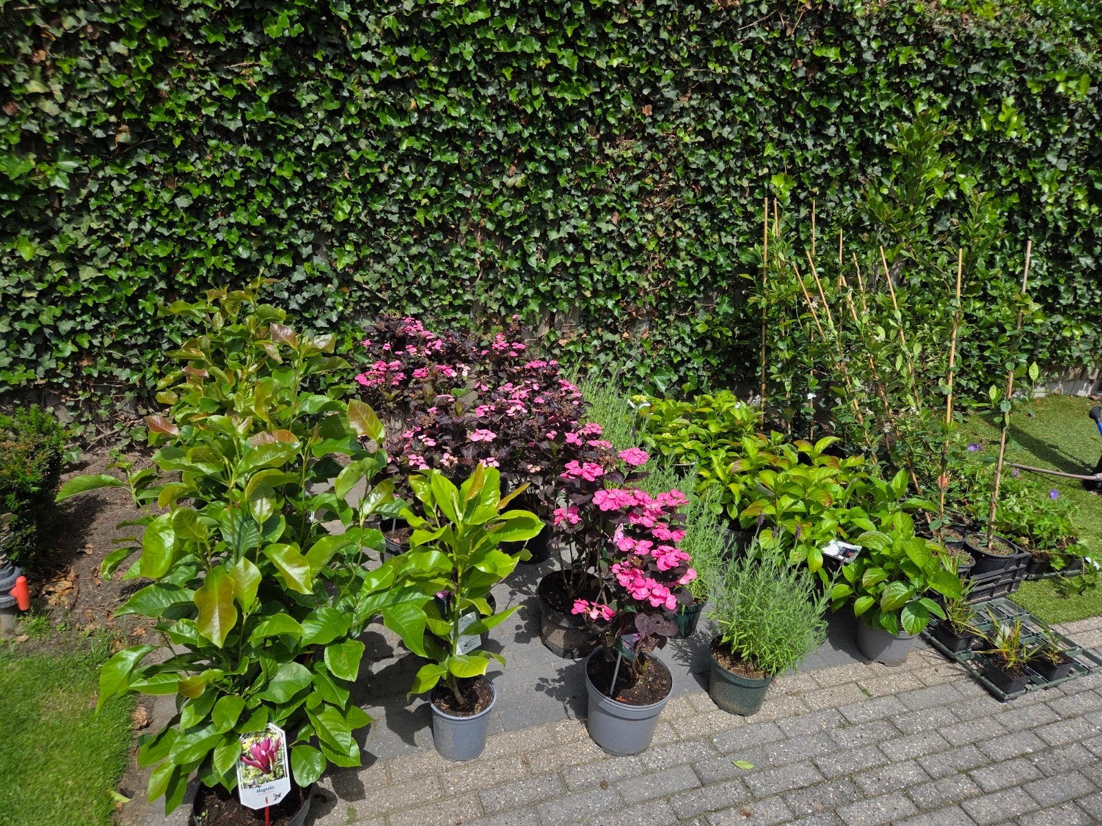 Restpartij A-kwaliteit tuinplanten, Ophalen, Overige soorten, Halfschaduw