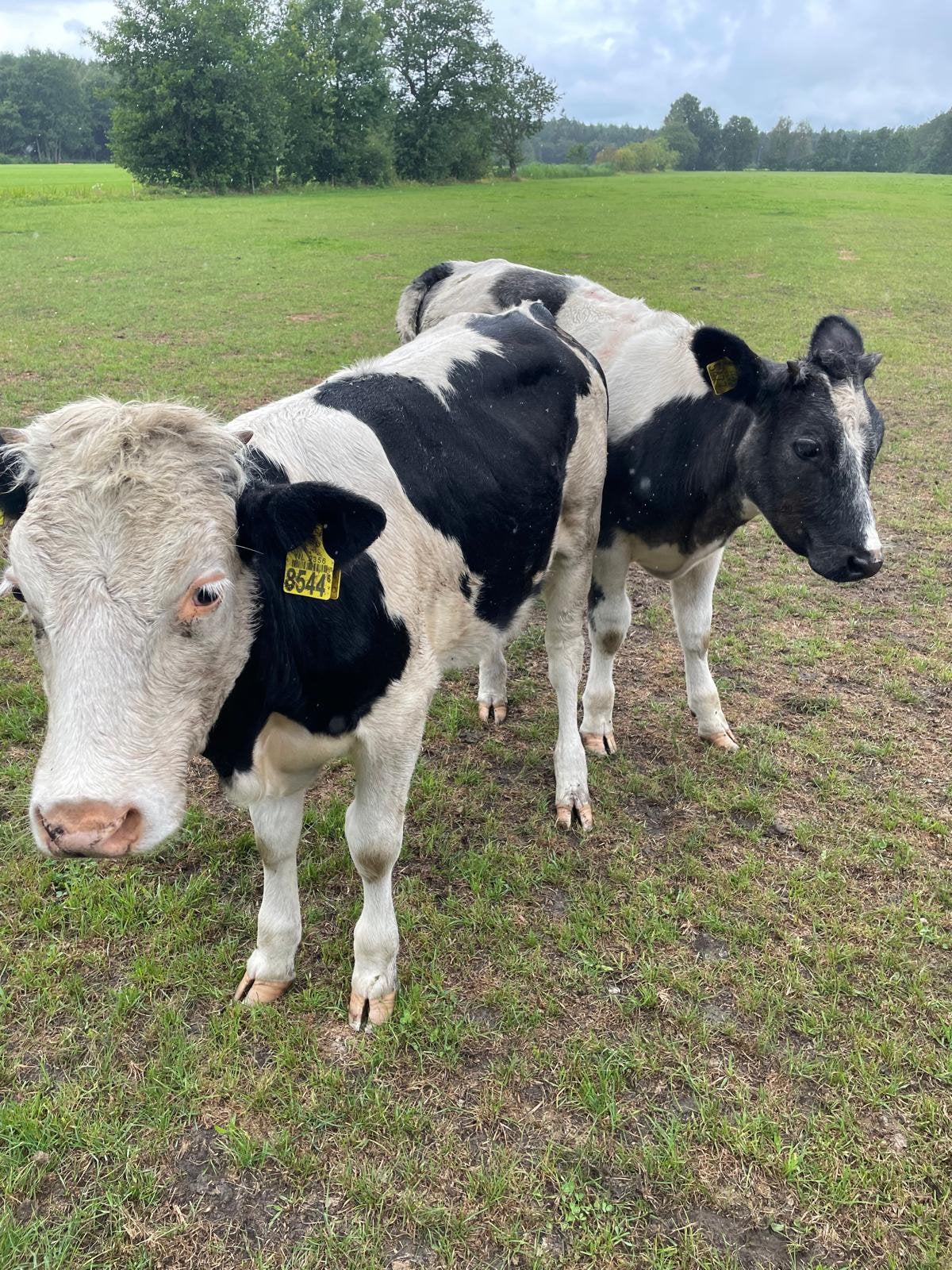 2 pinken 8 maand oud!, Dieren en Toebehoren, Runderen, Vrouwelijk