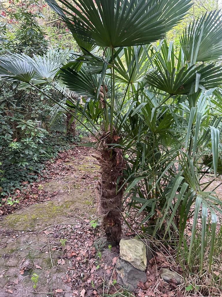 Trachycarpus Fortunei - Winterharde Palmboom (110cm), Ophalen, Gehele jaar, Volle zon