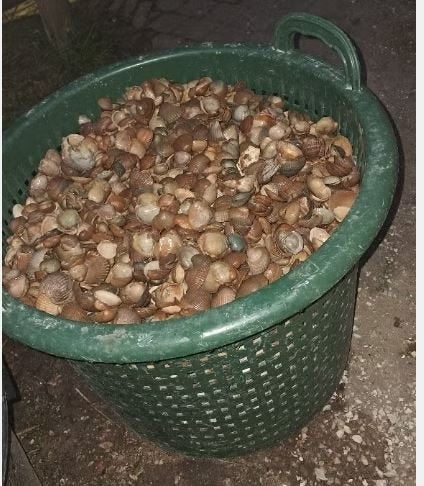 schelpen voor milieuvriendelijke paden, Tuin en Terras, Grind, Keien en Split, Ophalen, Overige typen, Zo goed als nieuw, Grijs