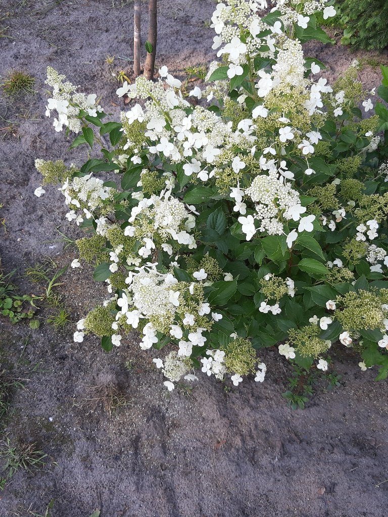 Hydrangea pan kyushu, Vaste plant, Halfschaduw, Zomer, Ophalen