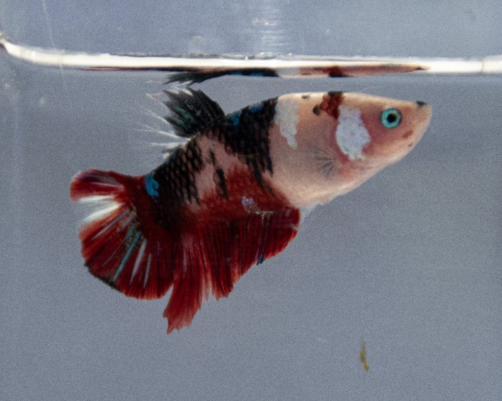 Betta koi Man, Vis
