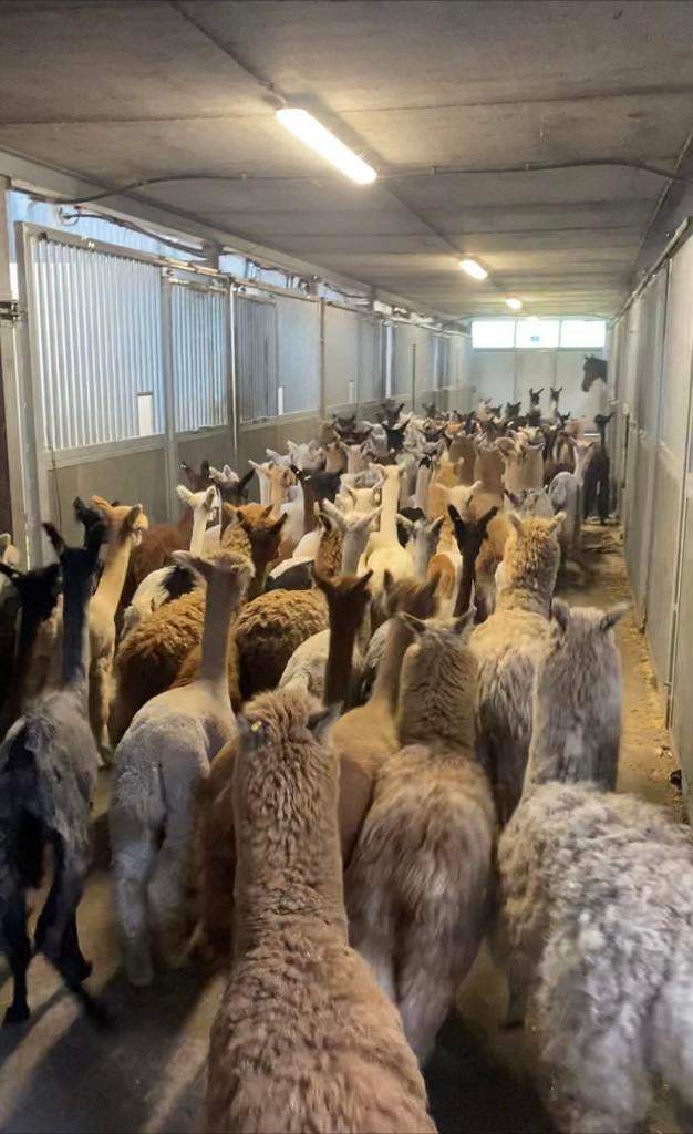 Alpaca s gevraagd 2025 !!!!!!, Dieren en Toebehoren, April, Meerdere dieren