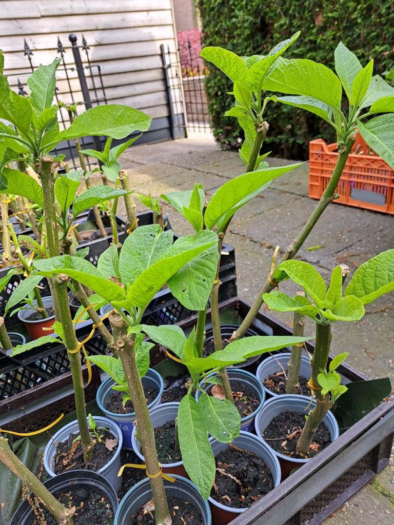 Brugmansia trompetplant datura stekken, Tuin en Terras, Ophalen of Verzenden, Overige soorten, Volle zon