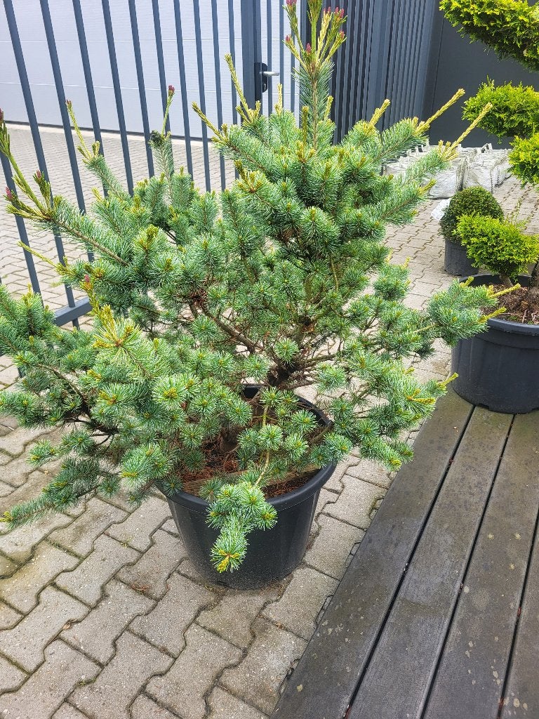 Pinus parv.Negishi maat 110/135 cm, Tuin en Terras, Planten | Bomen, Bloeit niet, Halfschaduw, Overige soorten, 100 tot 250 cm
