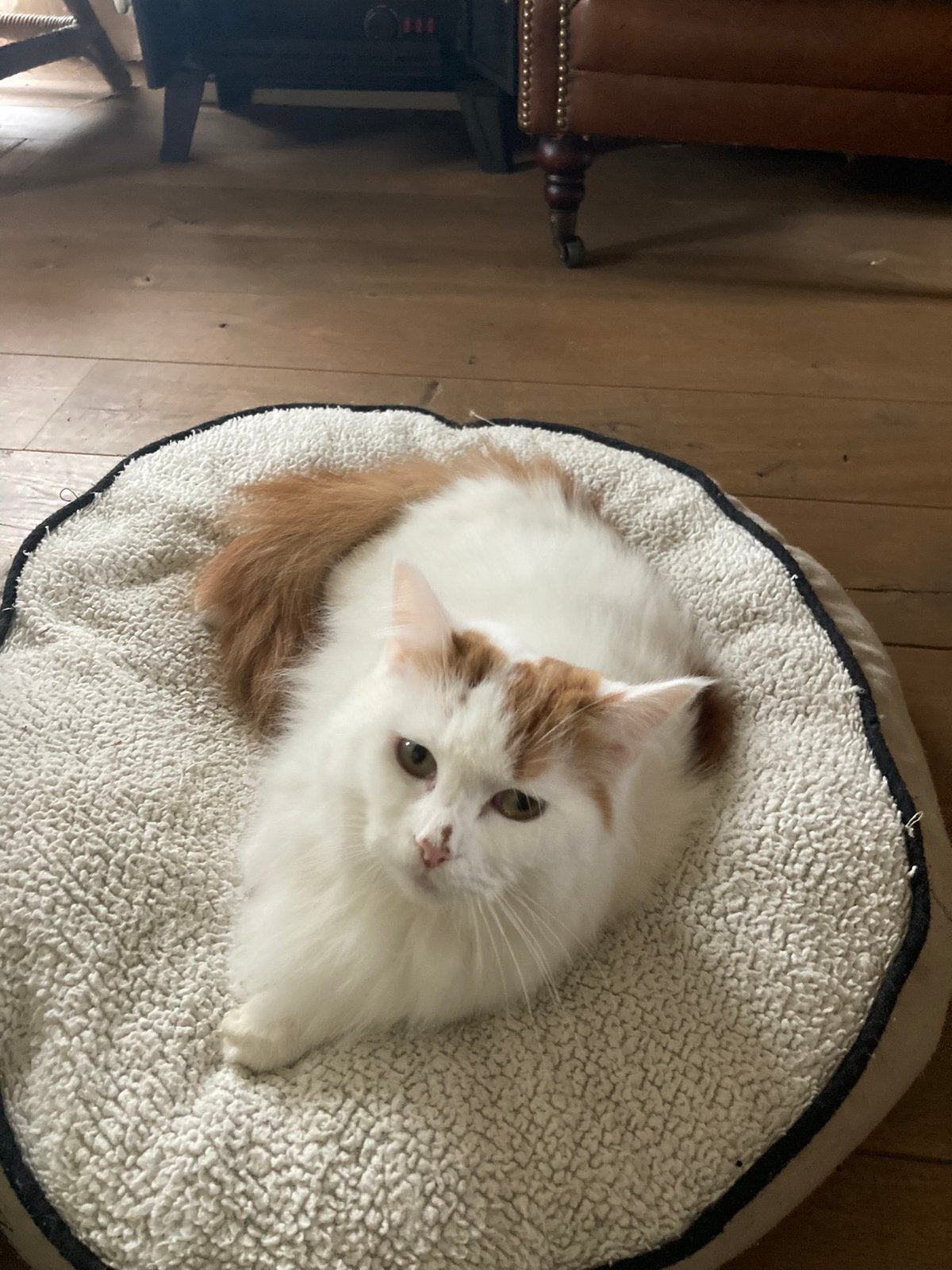 Maine coon poes, Dieren en Toebehoren, Poes, Ontwormd, 6 jaar of ouder