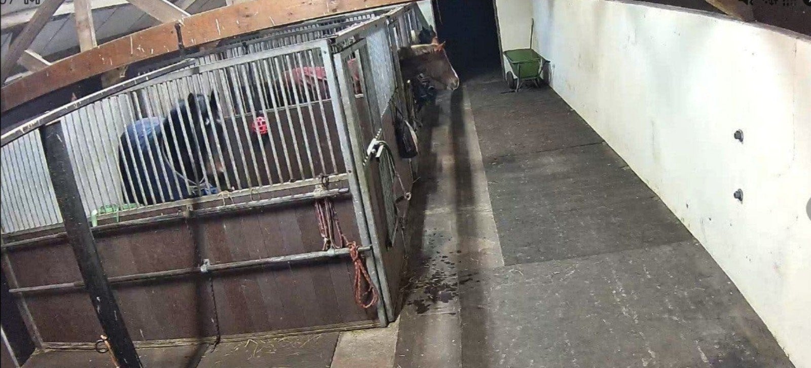 Kleinschalige paardenstal te huur – dagelijkse weidegang, Weidegang