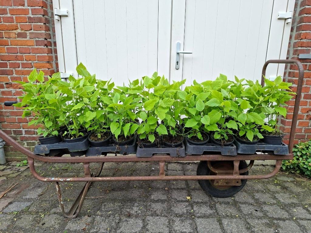 Mooie Hydrangea aborescens 'Annabelle' (Hortensia) in pot!, Tuin en Terras, Ophalen, Overige soorten, Halfschaduw