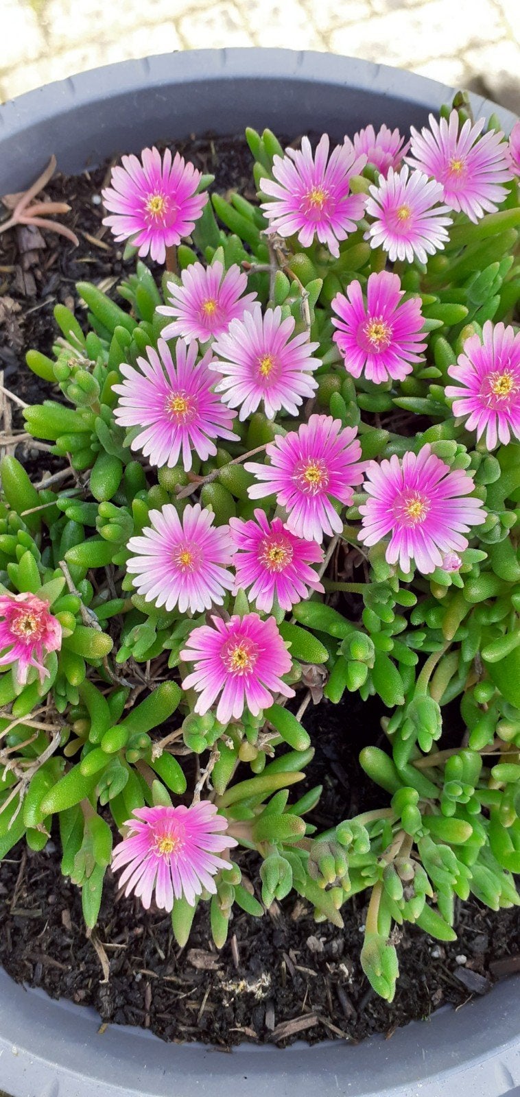 Schaal met vaste rotsplanten - Echte zonaanbidders, Tuin en Terras, Planten | Tuinplanten, Ophalen