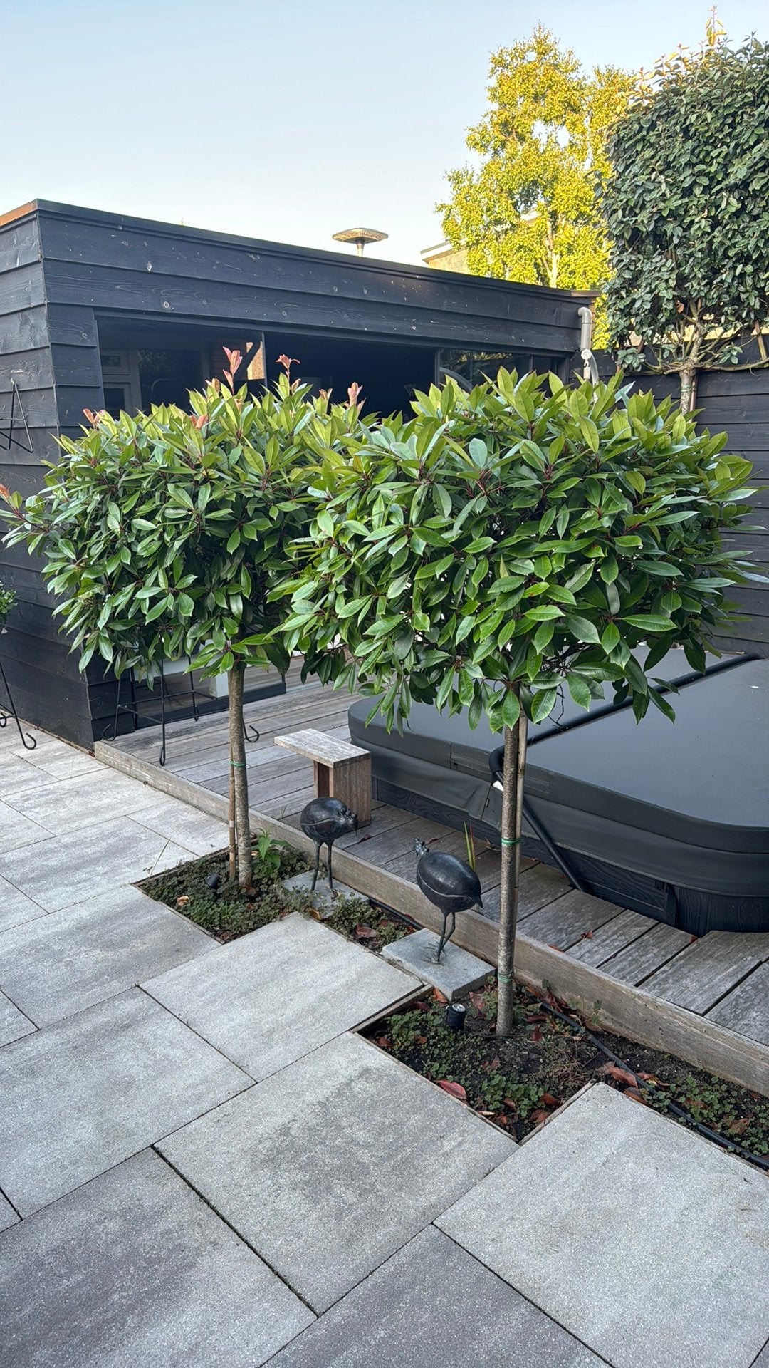 Red Robin bolstam (Photinia fraseri), Ophalen, Zomer, Volle zon