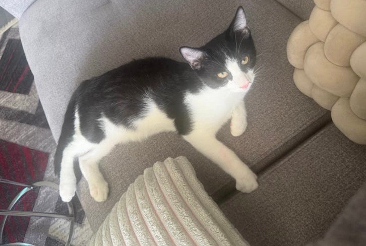 Katkat, Kater