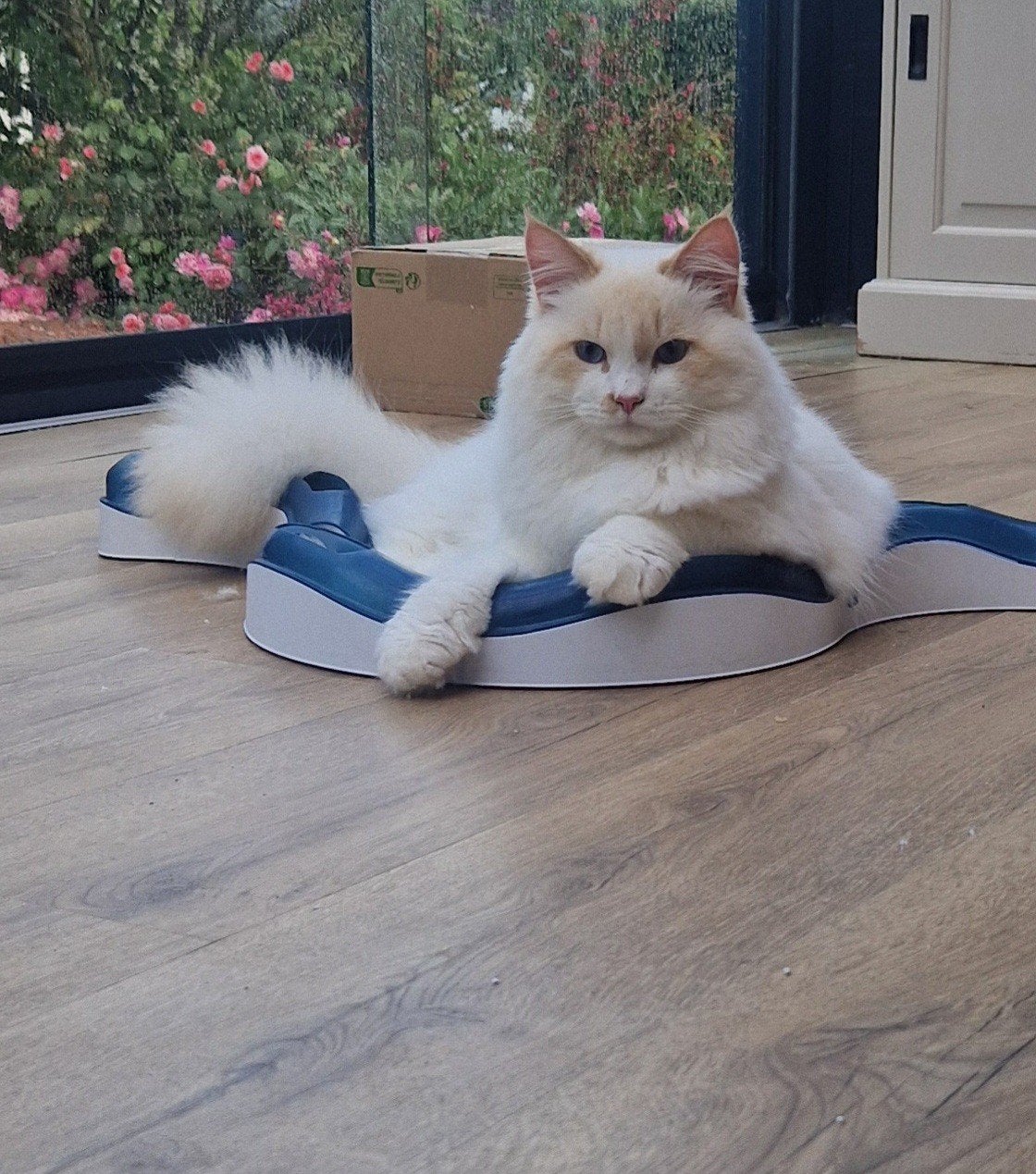 Gastgezin gevraagd voor onze Siberische Neva Masquerade, Dieren en Toebehoren, Katten en Kittens | Raskatten | Langhaar, Kater