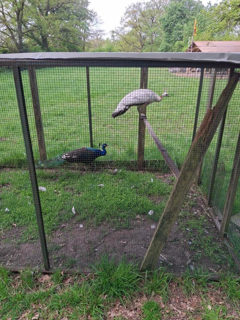 Te koop stelletje zwart vleugel pauwen, Ophalen of Verzenden, Zo goed als nieuw