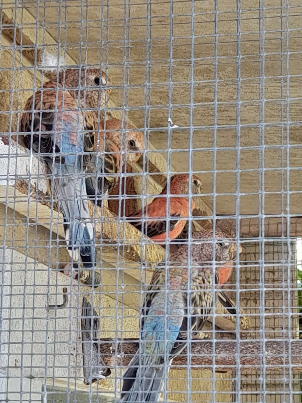 jonge Bourkes zijn geringd, Meerdere dieren, Parkiet, Geringd