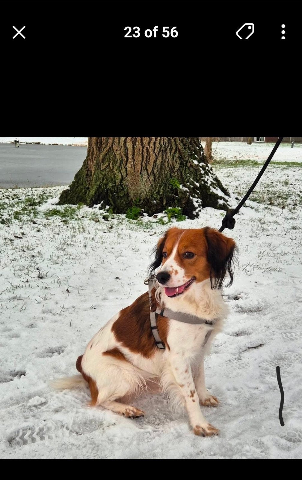 goed tehuis gezocht, Dieren en Toebehoren, Reu, Eén hond, CDV (hondenziekte), 3 tot 5 jaar